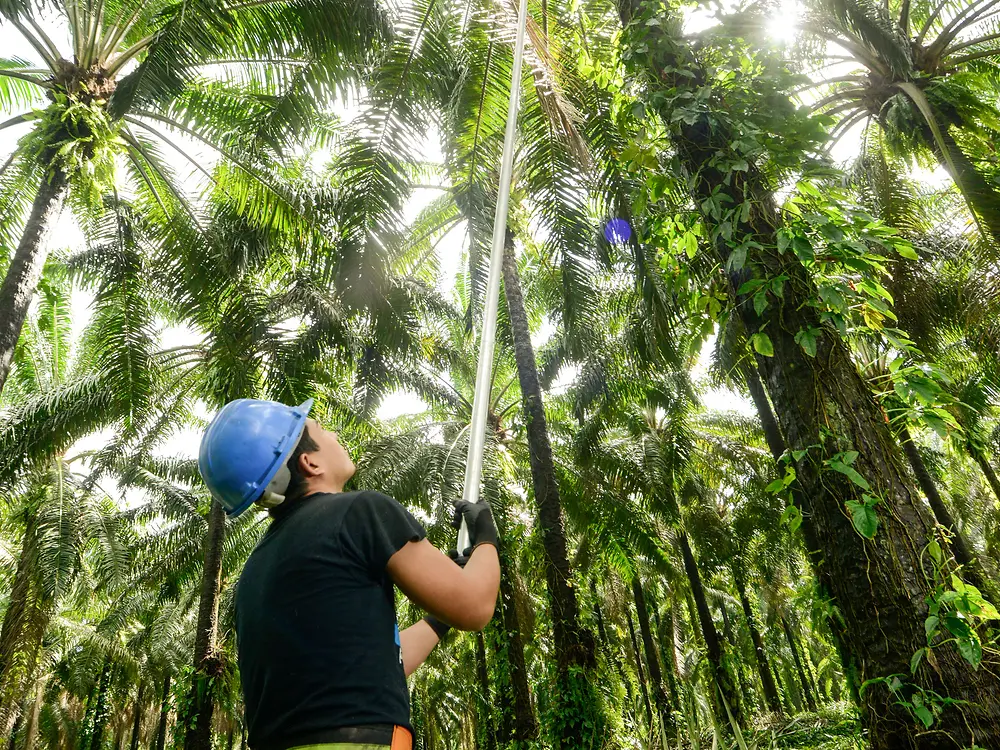 A farmer in Honduras uses a long harvesting pole to cut fruit bunches from oil palm trees in a plantation.